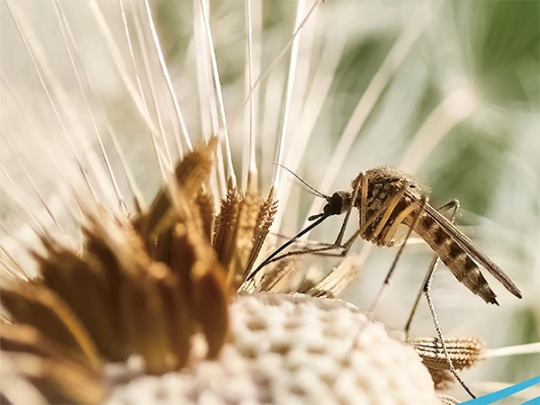 How is The Chikungunya Virus Spread?